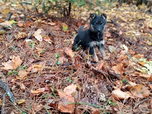 satılık evcil köpekler Alman çoban kurdu Sahibinden 1 TL