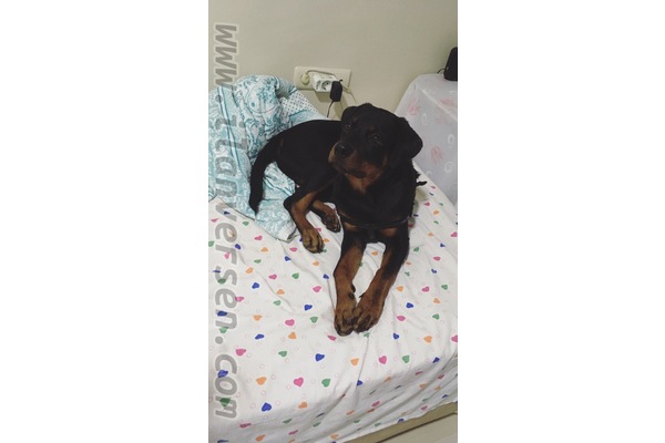 Merkez Mah. köpek ilanı
