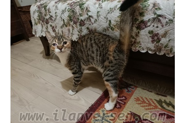 Dişi Sahibinden Siyavuşpaşa Mah.