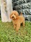Poodle Sahibinden Yahyakaptan Mah.