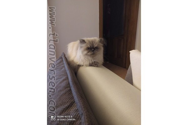 Chinchilla 0 TL Kumbahçe Mah.