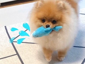 Fevzi Çakmak Mah. köpek ilanı ver