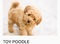 Poodle Eğitim Mah.