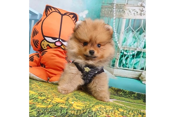 Pomeranian Sahibinden Ataşehir Atatürk Mah.