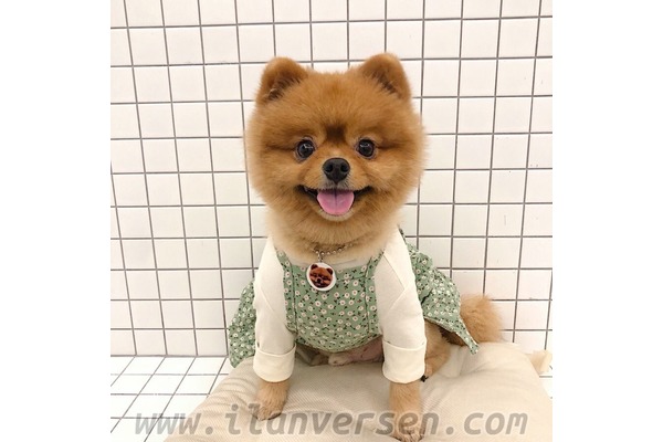 Pomeranian Dişi ve Erkek Fevzi Çakmak Mah.
