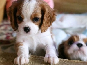 köpek ilanlari Yalı Mah.