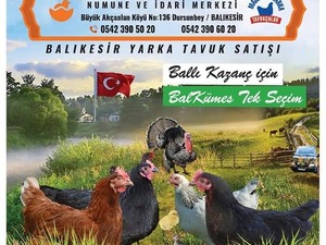 döllü tavuk yumurtası Büyükakçaalan Köyü hayvanlar ilanı