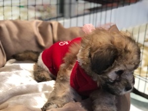 köpek ilanlari Mustafa Kemal Paşa Mah.