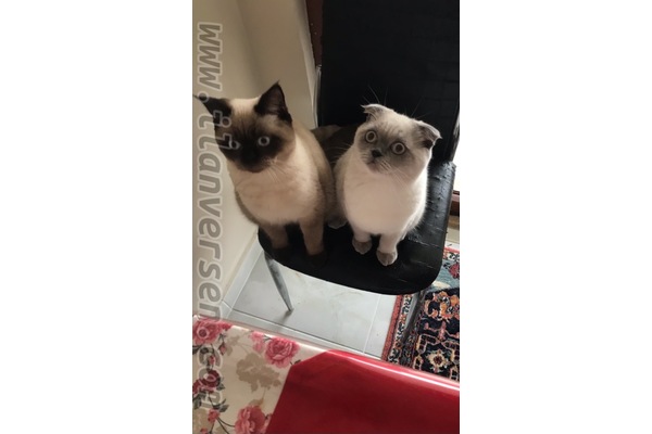 Hamitler Mah. kedi ilanları