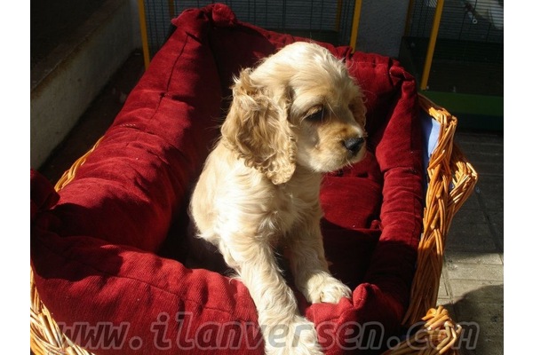 köpek ilanlari Altayçeşme Mah.