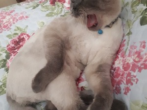 satılık evcil kedi British shorthair Erkek kedi