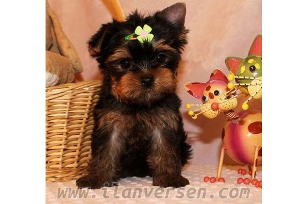 Yorkshire terrier 0 TL Zeynep Kamil Mah.