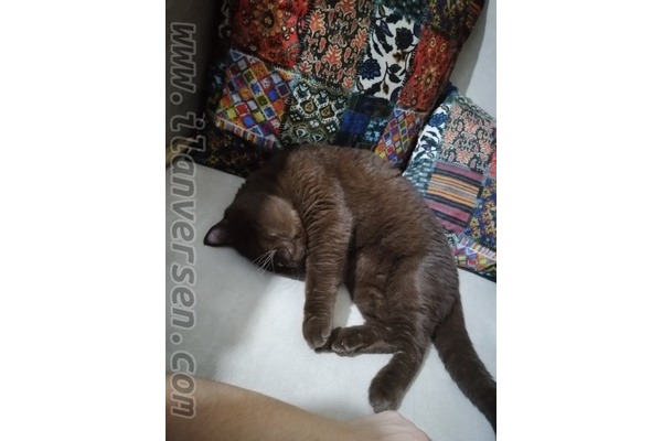 British shorthair ilanları