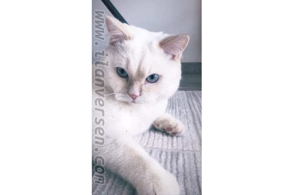 6-12 Aylık kedi Soğanlı Mah.