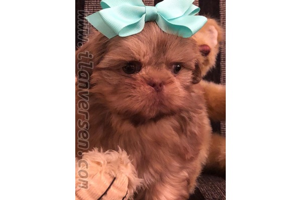 Shih-Tzu Sahibinden Yarımcahan Köyü