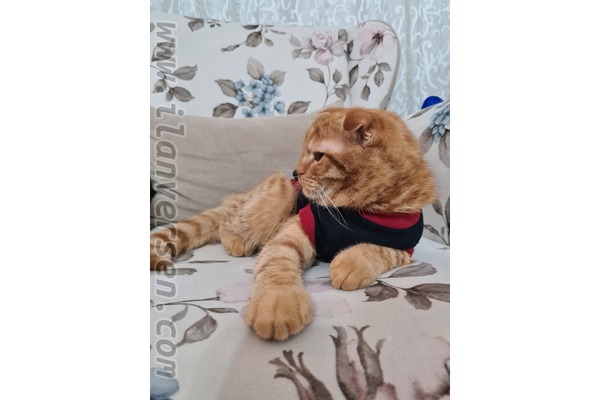 Scottish fold kedi Kepez