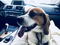 Beagle Erkek köpek