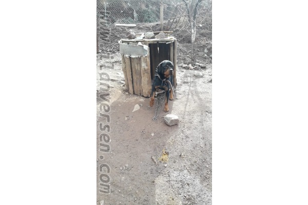 23 Nisan Mah. köpek fiyatları