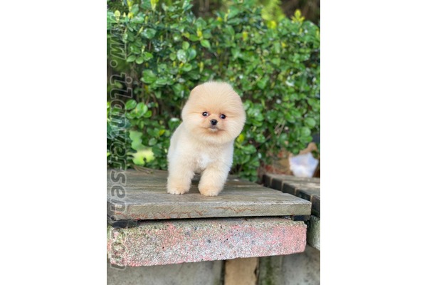 Pomeranian 0 TL Çakmak Mah.