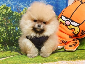 Pomeranian 1 TL Ataşehir Atatürk Mah.
