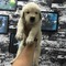 Golden retriever Sahibinden Altınkum Mah.