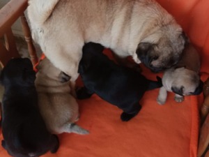 köpek Pug fiyatları