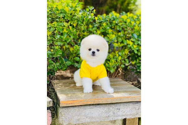 Çakmak Mah. köpek ilanları