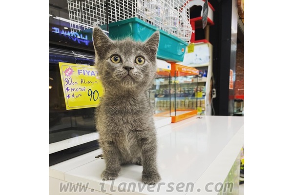 British shorthair Sahibinden 1 TL