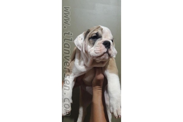 English bulldog Dişi ve Erkek Irmak Mah.