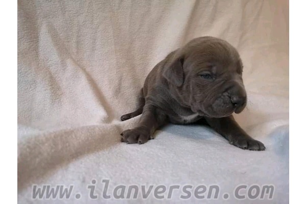 Rottweiler yaş 6-12 Aylık