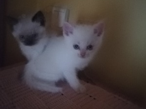 kedi ilanlari Cevizli Mah.