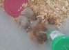 Ele alışık büyük ve yavru suriye hamsterleri