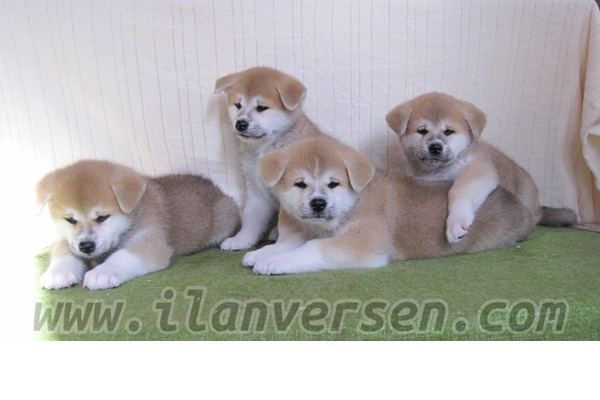 Akita inu Dişi ve Erkek köpek