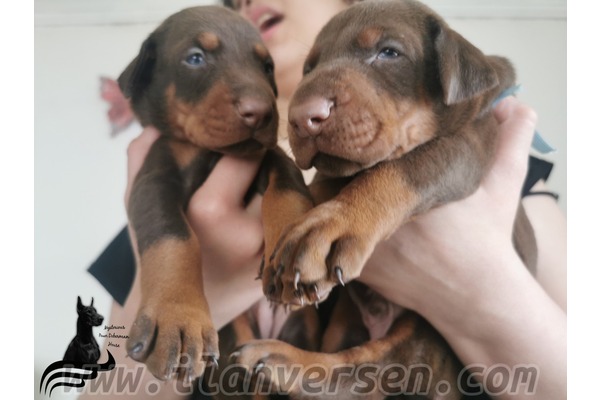 Doberman Sahibinden 7500 TL