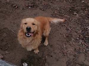 satlık köpek Golden retriever Kale Mah.
