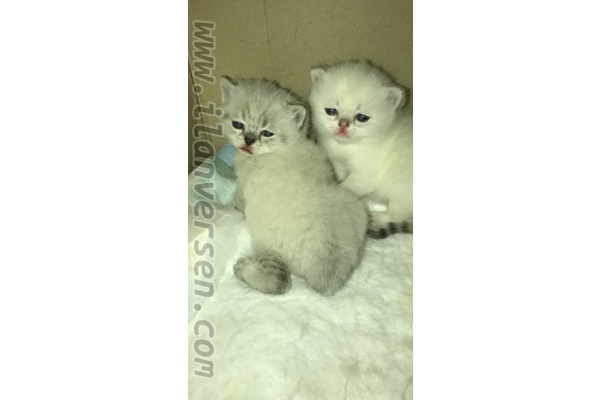 kedi ilanlari Hamitler Mah.