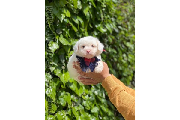 Maltese terrier Sahibinden Site Mah.
