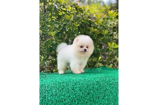 Pomeranian 0 TL Site Mah.