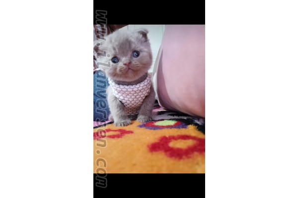 Scottish fold 2750 TL Sanayi Mah.