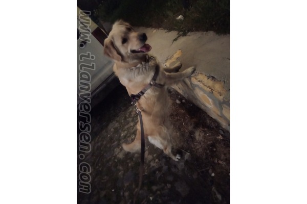 Golden retriever Sahibinden 0 TL