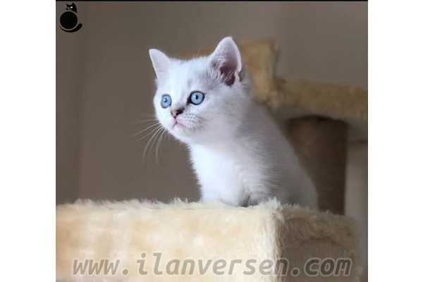 British shorthair Dişi Karşıyaka Mah.