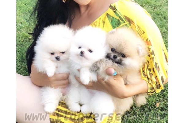 Pomeranian 1000 TL Şevketiye Köyü