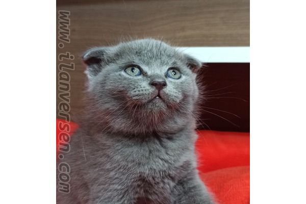 Scottish fold Dişi ve Erkek Çengelköy Mah.
