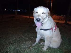 Golden retriever Damlar Mah.