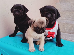 Pug Izmir