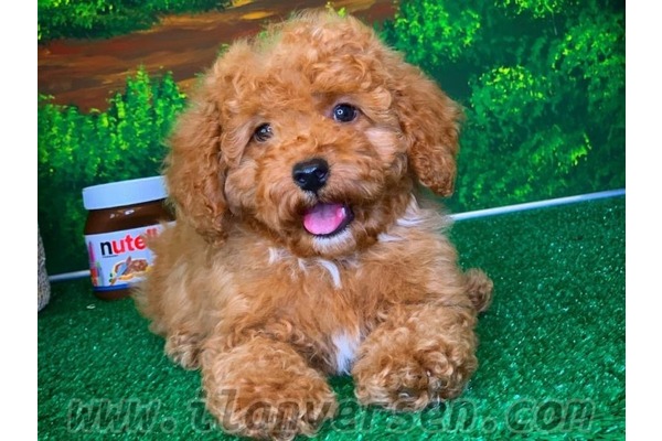 Poodle 0 TL 1. Murat Mah.