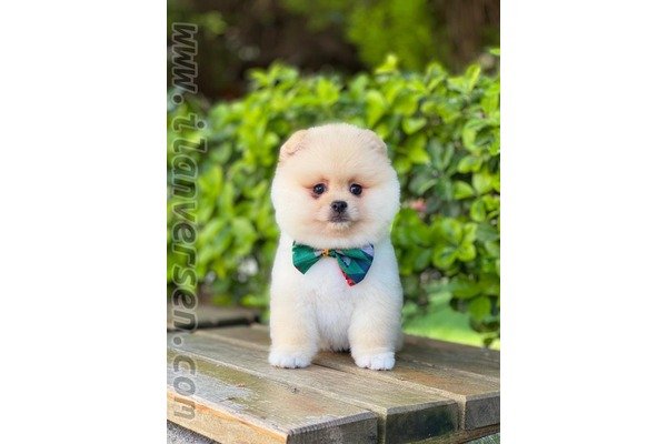 Pomeranian köpek Ümraniye