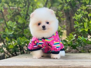 Pomeranian Erkek Site Mah.