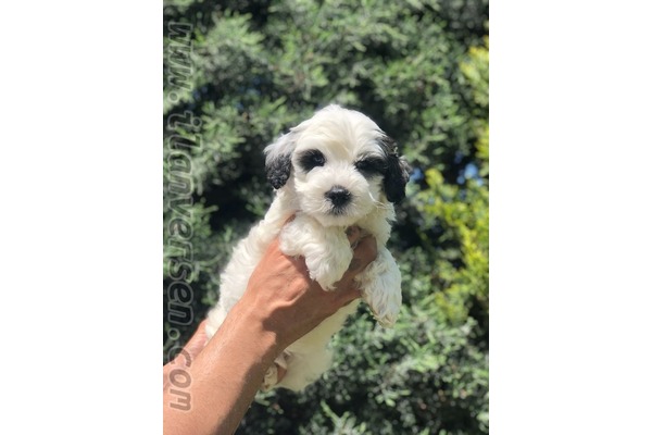 Diğer köpek ırkı Sahibinden Barış Mah.