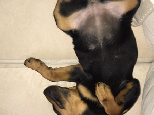  Rottweiler yaş 3-6 Aylık Küplüce Mah.